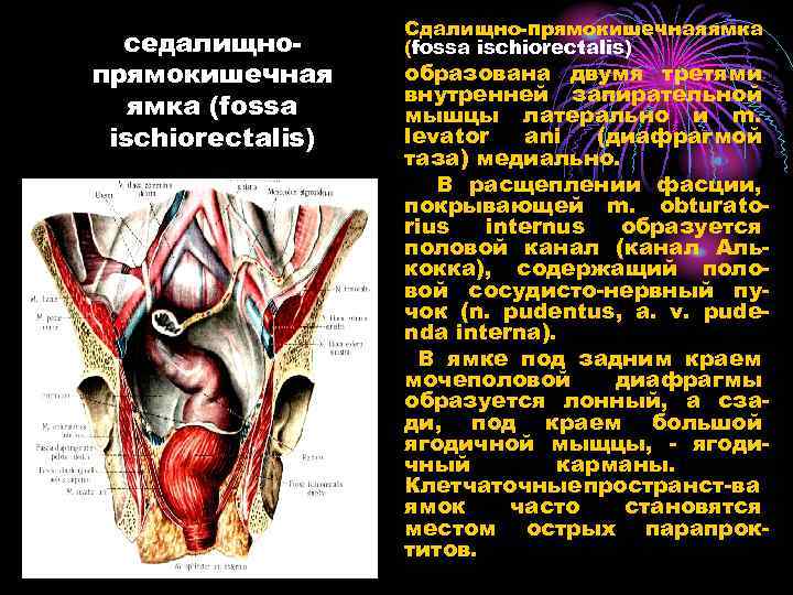 седалищнопрямокишечная ямка (fossa ischiorectalis) Сдалищно-прямокишечнаяямка (fossa ischiorectalis) образована двумя третями внутренней запирательной мышцы латерально