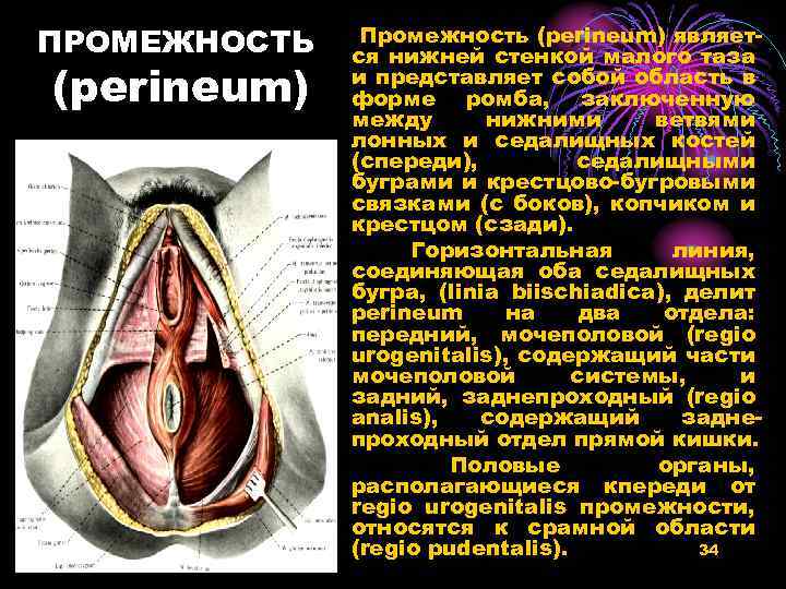 ПРОМЕЖНОСТЬ (perineum) Промежность (perineum) является нижней стенкой малого таза и представляет собой область в