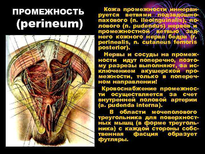 ПРОМЕЖНОСТЬ (perineum) Кожа промежности иннервируется ветвями подзвдошнопахового (n. ileoinguinalis), полового (n. pudendus) нервов и