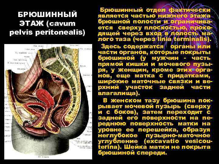 Этажи малого таза