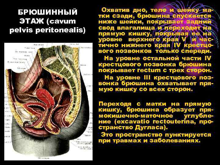 БРЮШИННЫЙ ЭТАЖ (cavum pelvis peritonealis) Охватив дно, тело и шейку матки сзади, брюшина спускается