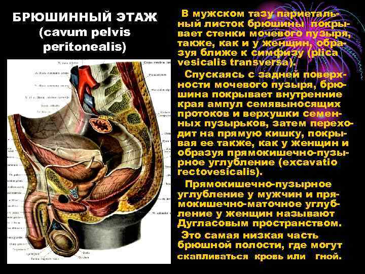 БРЮШИННЫЙ ЭТАЖ (cavum pelvis peritonealis) В мужском тазу париетальный листок брюшины покрывает стенки мочевого