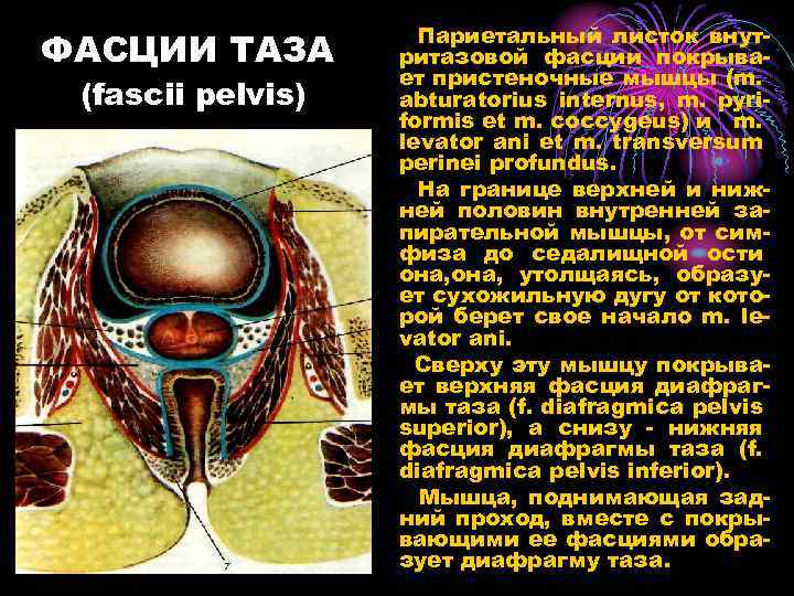 ФАСЦИИ ТАЗА (fascii pelvis) Париетальный листок внутритазовой фасции покрывает пристеночные мышцы (m. abturatorius internus,