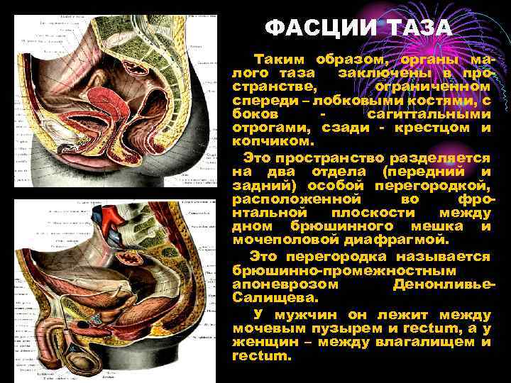 Органы малого таза у женщин фото с описанием