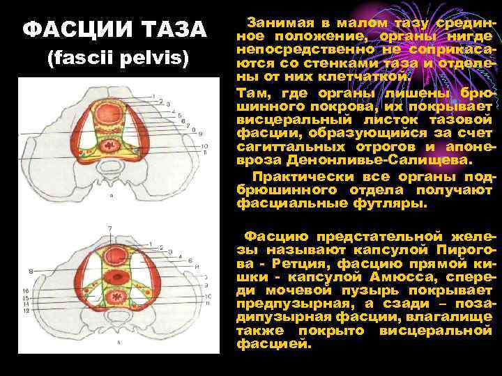 Забрюшинное пространство презентация