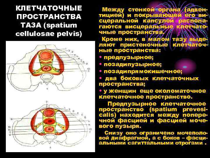 Что входит в забрюшинное пространство