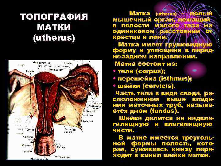 ТОПОГРАФИЯ МАТКИ (utherus) Матка (utherus) – полый мышечный орган, лежащий в полости малого таза