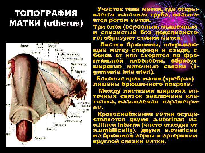 ТОПОГРАФИЯ МАТКИ (utherus) Участок тела матки, где открывается маточная труба, называется рогом матки. Три