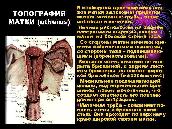 ТОПОГРАФИЯ МАТКИ (utherus) В свободном крае широких связок матки заложены придатки матки: маточные трубы,