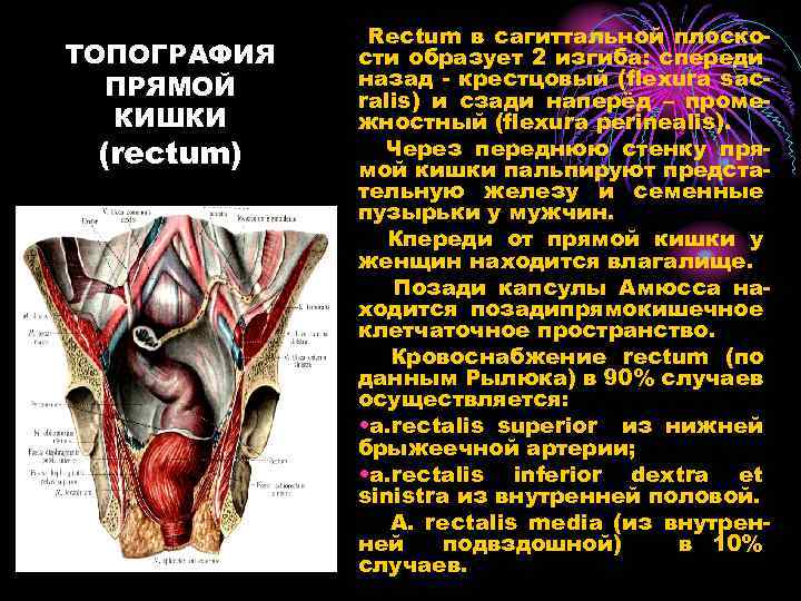 ТОПОГРАФИЯ ПРЯМОЙ КИШКИ (rectum) Rectum в сагиттальной плоскости образует 2 изгиба: спереди назад -