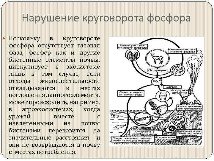 Нарушение круговорота фосфора Поскольку в круговороте фосфора отсутствует газовая фаза, фосфор как и другие