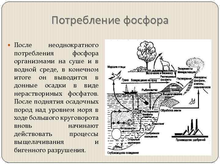 Нарисовать круговорот фосфора