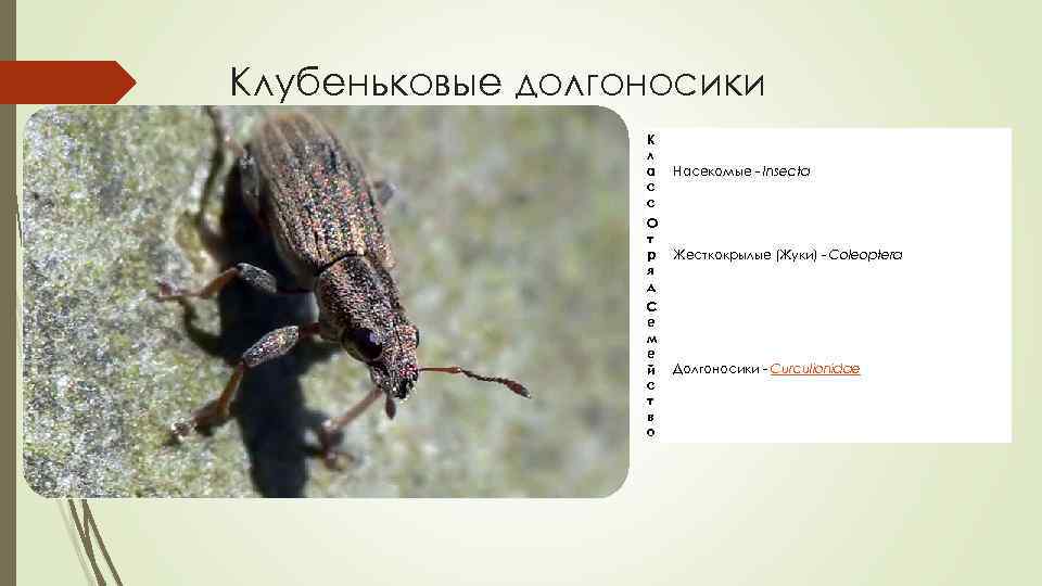 Клубеньковые долгоносики К л а с с Насекомые - Insecta О т р я