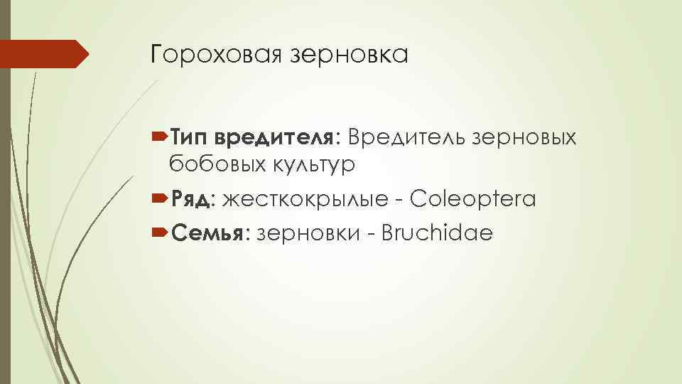 Гороховая зерновка Тип вредителя: Вредитель зерновых бобовых культур Ряд: жесткокрылые - Coleoptera Семья: зерновки