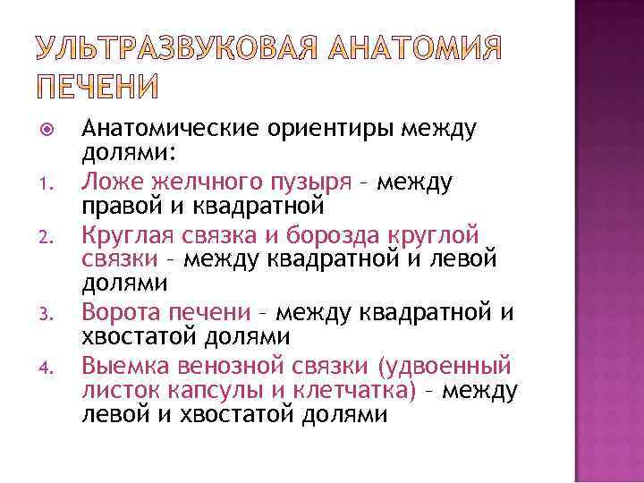 1. 2. 3. 4. Анатомические ориентиры между долями: Ложе желчного пузыря – между