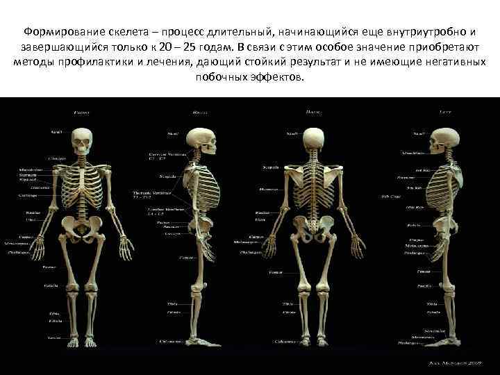 Формирование скелета – процесс длительный, начинающийся еще внутриутробно и завершающийся только к 20 –