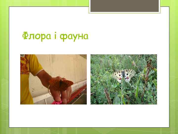 Флора і фауна 