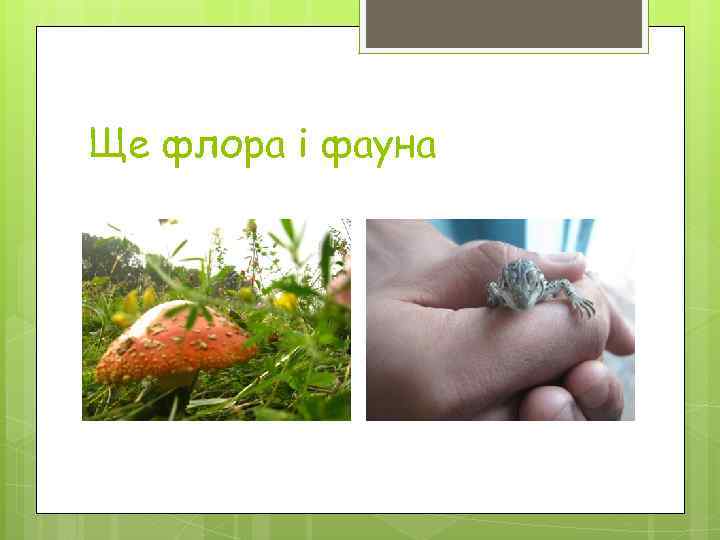 Ще флора і фауна 