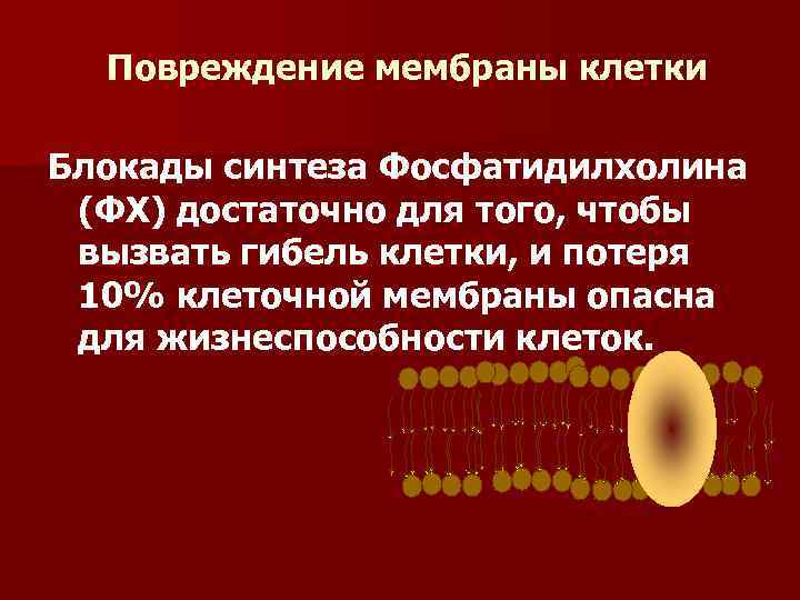 Повреждение мембраны клетки Блокады синтеза Фосфатидилхолина (ФХ) достаточно для того, чтобы вызвать гибель клетки,
