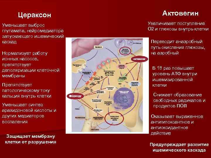 Цераксон Уменьшает выброс глутамата, нейромедиатора запускающего ишемический каскад Нормализует работу ионных насосов, препятствует деполяризации