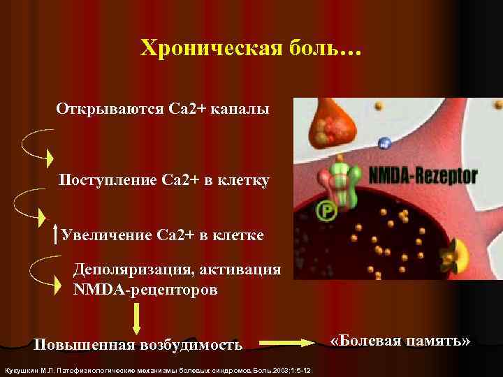 Хроническая боль… Открываются Са 2+ каналы Поступление Са 2+ в клетку Увеличение Са 2+