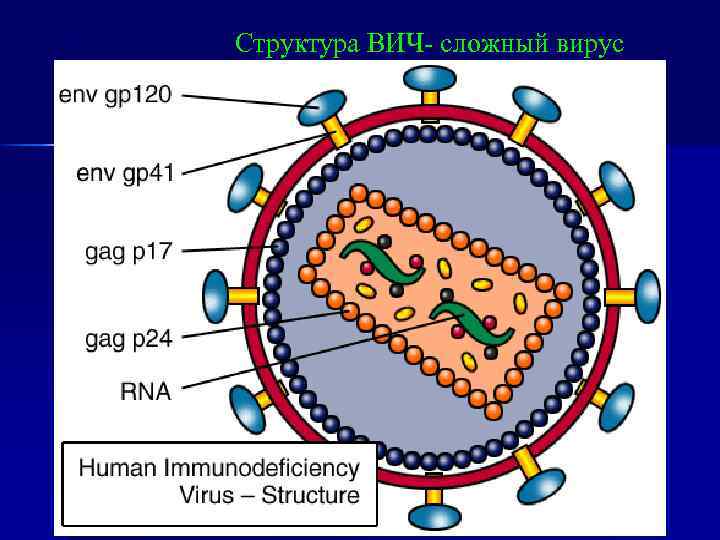 Структура ВИЧ- сложный вирус 