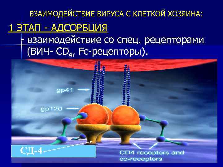 ВЗАИМОДЕЙСТВИЕ ВИРУСА С КЛЕТКОЙ ХОЗЯИНА: 1 ЭТАП - АДСОРБЦИЯ - взаимодействие со спец. рецепторами