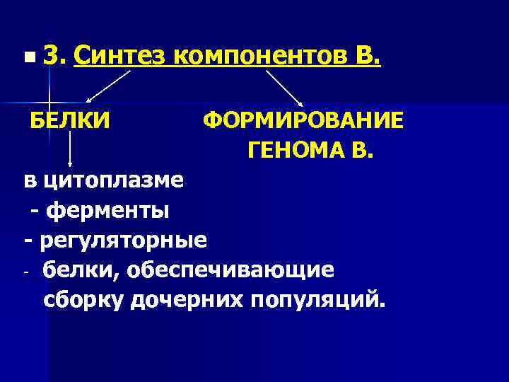 n 3. Синтез компонентов В. БЕЛКИ ФОРМИРОВАНИЕ ГЕНОМА В. в цитоплазме - ферменты -