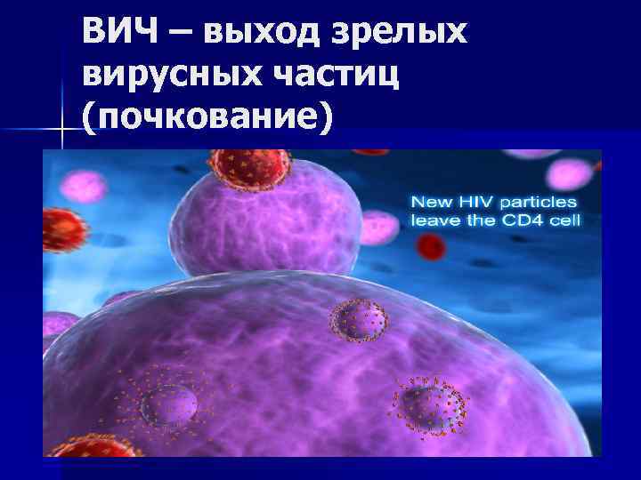 ВИЧ – выход зрелых вирусных частиц (почкование) 