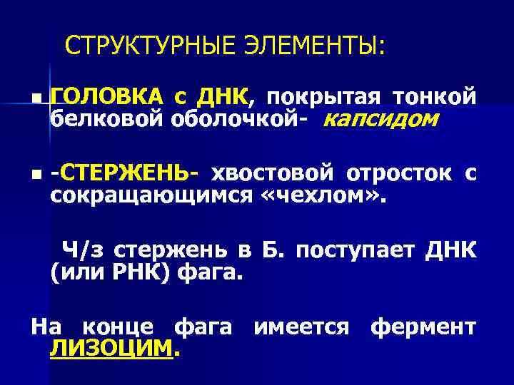 СТРУКТУРНЫЕ ЭЛЕМЕНТЫ: n ГОЛОВКА с ДНК, покрытая тонкой белковой оболочкой- капсидом n -СТЕРЖЕНЬ- хвостовой