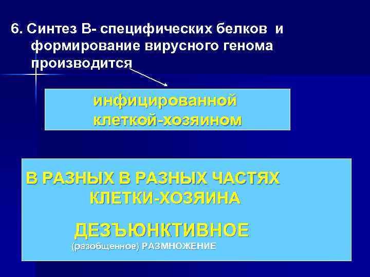 6. Синтез В- специфических белков и формирование вирусного генома производится инфицированной клеткой-хозяином В РАЗНЫХ