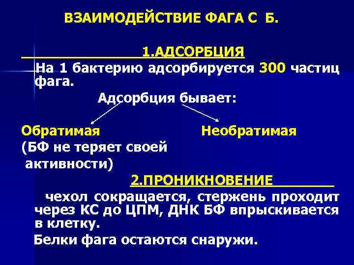 ВЗАИМОДЕЙСТВИЕ ФАГА С Б. 1. АДСОРБЦИЯ На 1 бактерию адсорбируется 300 частиц фага. Адсорбция