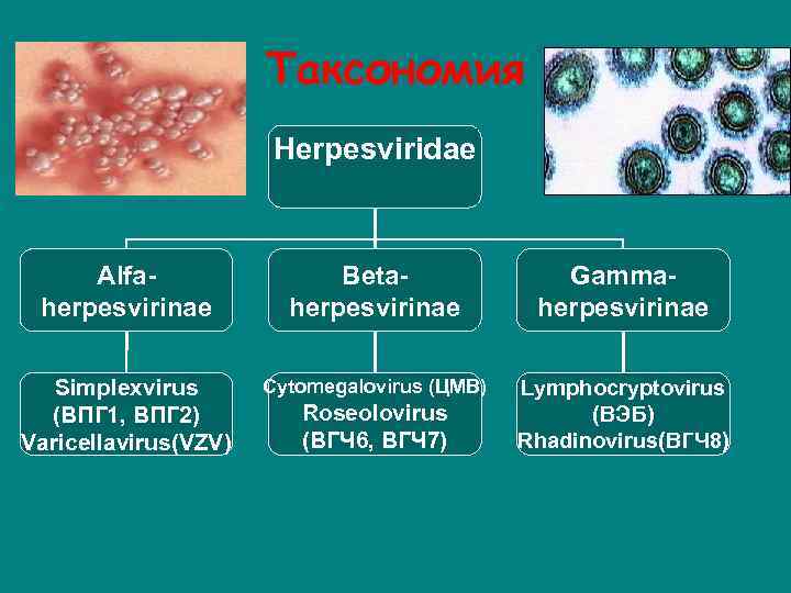 Таксономия Herpesviridae Alfaherpesvirinae Betaherpesvirinae Gammaherpesvirinae Simplexvirus (ВПГ 1, ВПГ 2) Varicellavirus(VZV) Cytomegalovirus (ЦМВ) Lymphocryptovirus