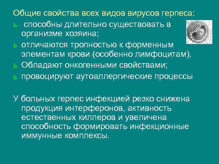 Общие свойства всех видов вирусов герпеса: ь способны длительно существовать в организме хозяина; ь