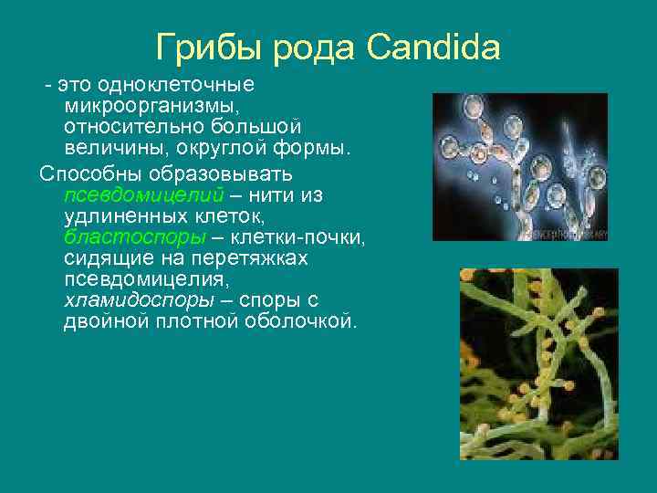 Способ питания дрожжей. Грибы рода Candida морфология. Дрожжеподобные грибы Candida. Грибы кандида микробиология. Морфологические свойства грибов рода кандида.
