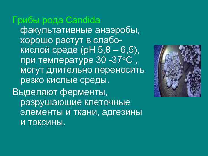 Грибы рода Candida факультативные анаэробы, хорошо растут в слабокислой среде (р. Н 5, 8