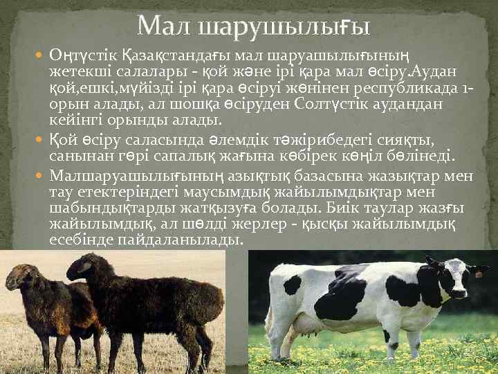 Мал шарушылығы Оңтүстік Қазақстандағы мал шаруашылығының жетекші салалары - қой және ірі қара мал