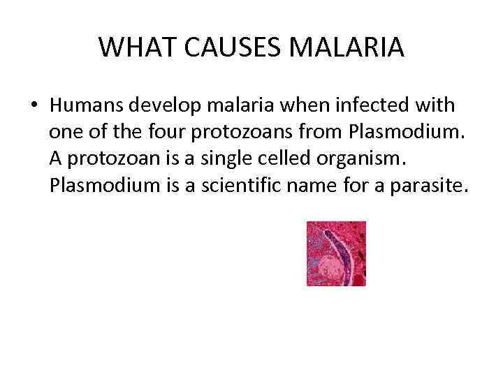 WHAT CAUSES MALARIA • Humans develop malaria when infected with one of the four