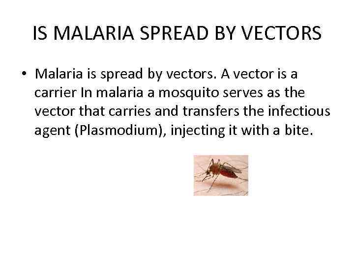 IS MALARIA SPREAD BY VECTORS • Malaria is spread by vectors. A vector is