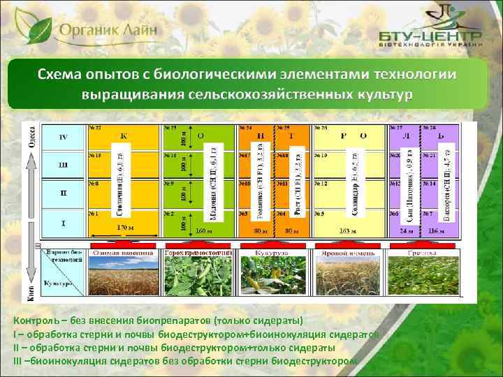 Контроль – без внесения биопрепаратов (только сидераты) I – обработка стерни и почвы биодеструктором+биоинокуляция