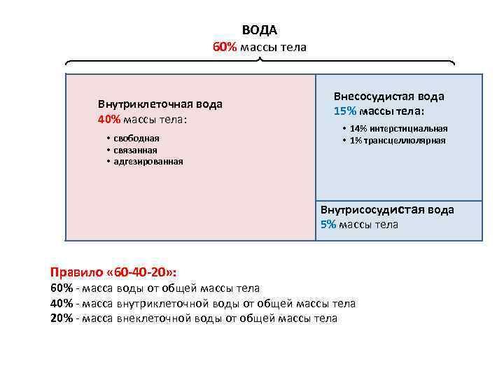 ВОДА 60% массы тела Внутриклеточная вода 40% массы тела: • свободная • связанная •