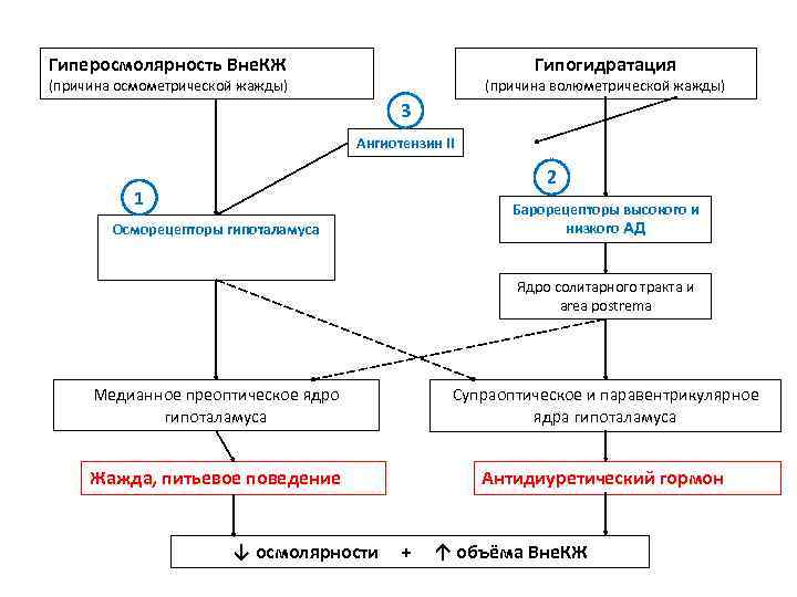 Гиперосмолярность Вне. КЖ Гипогидратация (причина осмометрической жажды) (причина волюметрической жажды) 3 Ангиотензин II 2