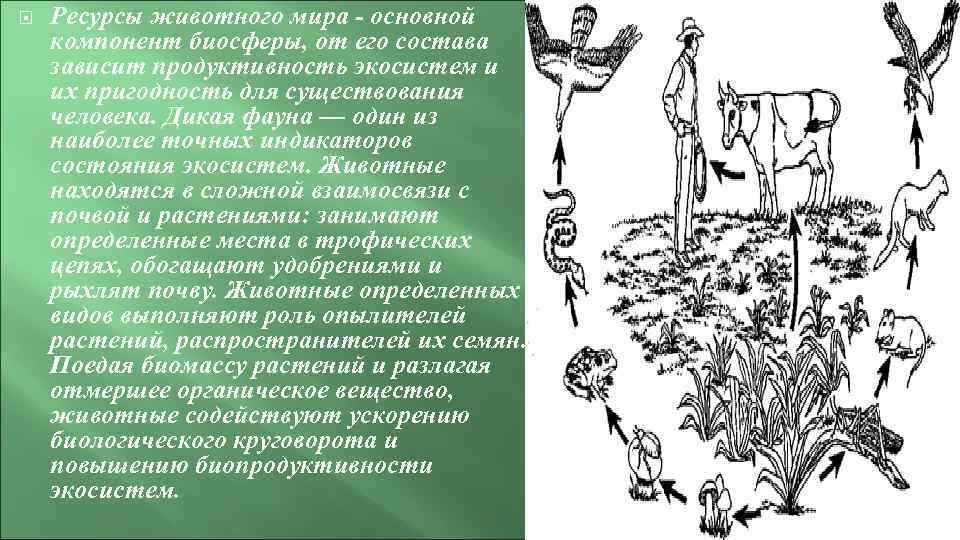  Ресурсы животного мира - основной компонент биосферы, от его состава зависит продуктивность экосистем