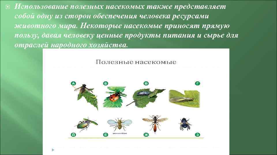  Использование полезных насекомых также представляет собой одну из сторон обеспечения человека ресурсами животного