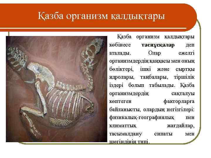 Қазба организм қалдықтары көбінесе таснұсқалар деп аталады. Олар ежелгі организмдердің қаңқасы мен оның бөліктері,