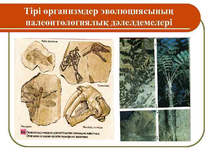 Тірі организмдер эволюциясының палеонтологиялық дәлелдемелері 