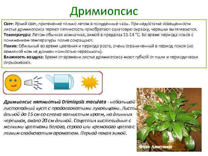 Паспортизация растений презентация