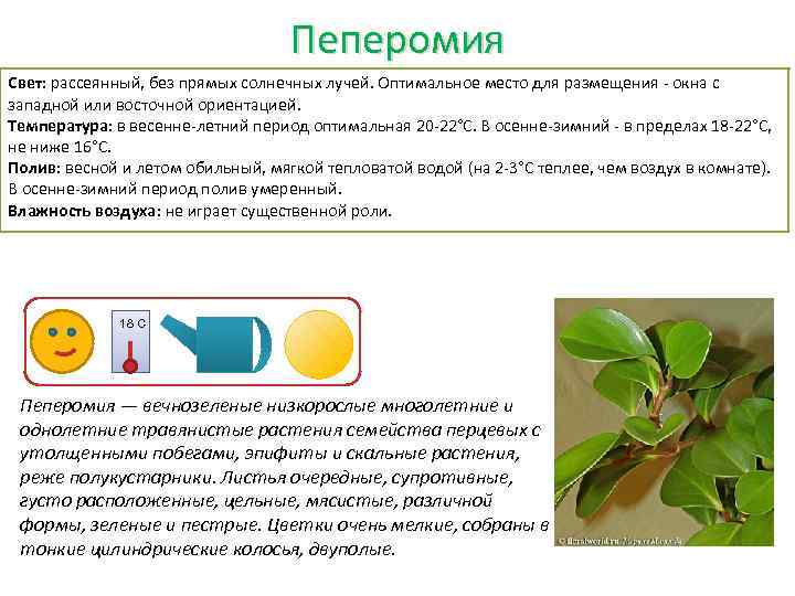 Паспорт на растение образец