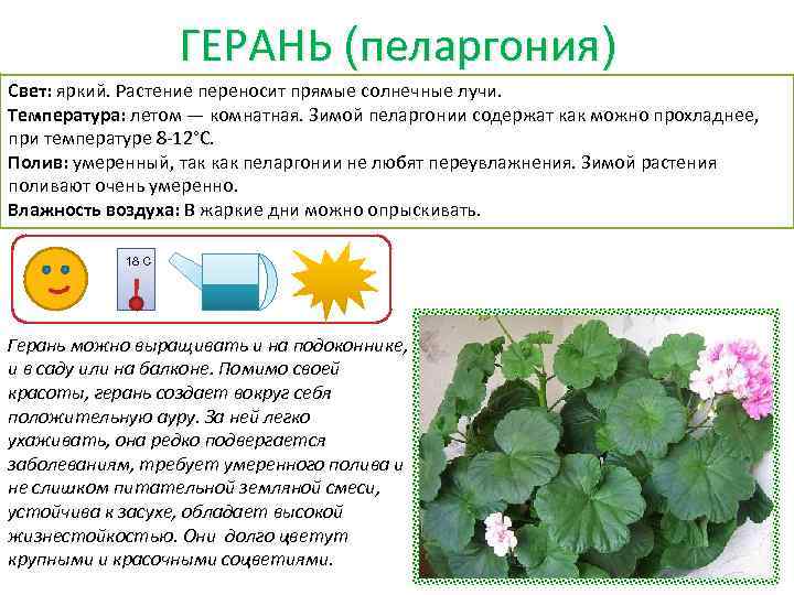 ГЕРАНЬ (пеларгония) Свет: яркий. Растение переносит прямые солнечные лучи. Температура: летом — комнатная. Зимой