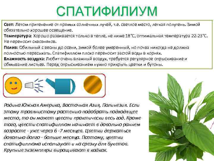 СПАТИФИЛИУМ Свет: Летом притенение от прямых солнечных лучей, т. е. светлое место, легкая полутень.